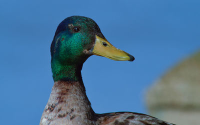 Close-up of bird against clear blue sky