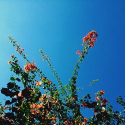 Low angle view of trees against clear blue sky