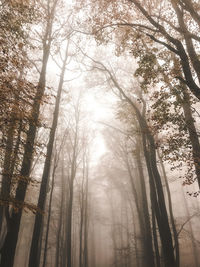 Low angle view of trees in forest