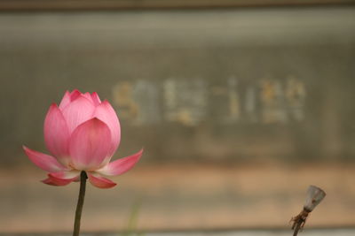 Close-up of pink water lily