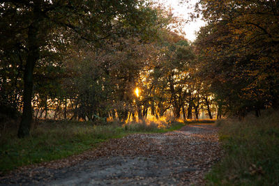 Footpath amidst trees in forest during autumn