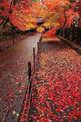 autumn, change, the way forward, season, railroad track, transportation, tree, red, diminishing perspective, orange color, connection, vanishing point, nature, rail transportation, railing, tranquility, high angle view, bridge - man made structure, outdoors, beauty in nature