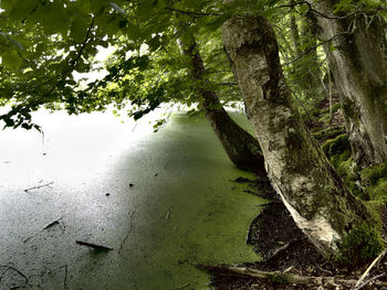 Scenic view of forest