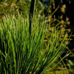 Close-up of crops growing on field