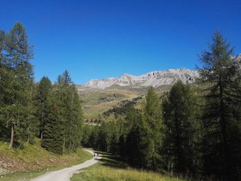 Scenic view of pine trees against clear blue sky