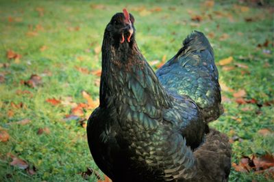 High angle view of a bird on field