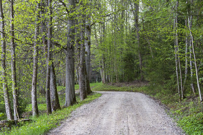 Road amidst trees in forest