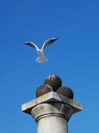 Low angle view of seagull flying against clear blue sky