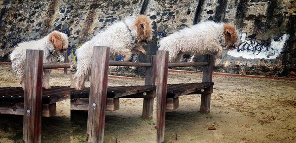 Collage of dog jumping over hurdle