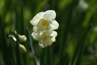 Close-up of white flowering plant