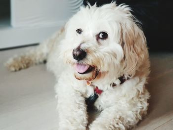 Portrait of white dog at home