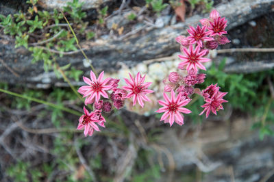 Close-up of pink flowers blooming outdoors