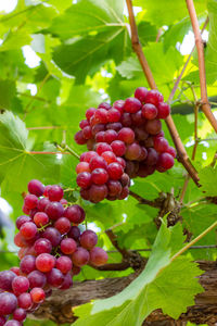 Close-up of grapes in vineyard