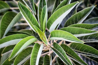 Close-up of plant leaves