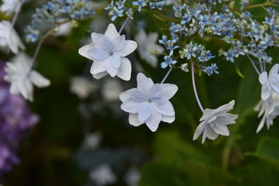 Close-up of white flowering plant