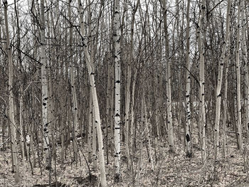 View of bare trees in forest