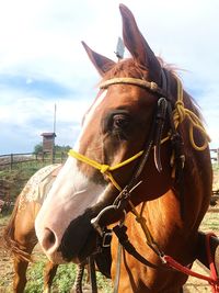 Close-up of a horse against sky