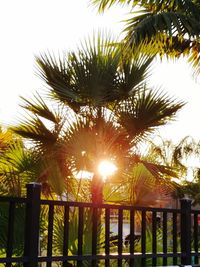 Sun shining through trees