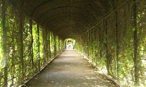 Schönbrunn palace garden's walkway