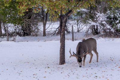 Deer on snow covered field