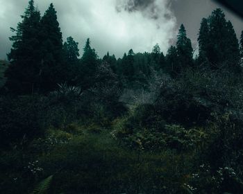 Trees in forest against sky