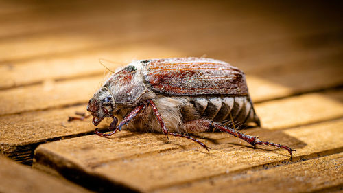 Close-up of insect on wood