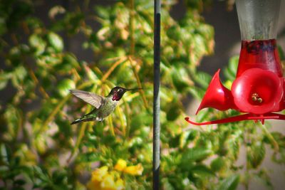 Close-up of bird perching on red feeder