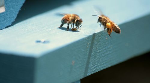 Close-up of bee