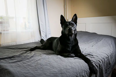 Portrait of dog sitting on bed at home