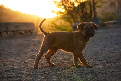 Portrait of dog looking away on land during sunset