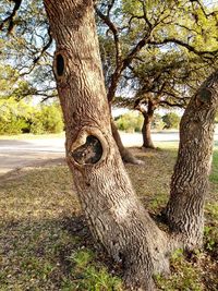 View of an animal on tree trunk