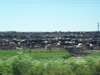 Sheep grazing on field against clear sky