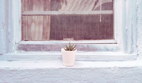 Potted plant on window sill