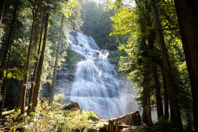 Scenic view of bridal veil waterfall in forest -  bridal veil falls provincial park 