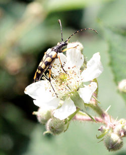 Close-up of insect on white flower