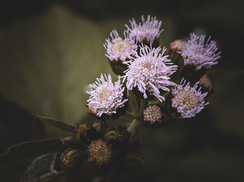 Close-up of blue flowering plant