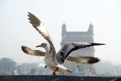 Seagulls flying over the sea