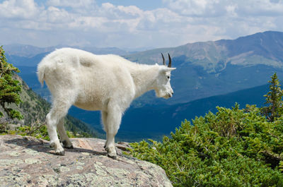 A mountain goat in the rocky mountains, breckenridge, co, usa.