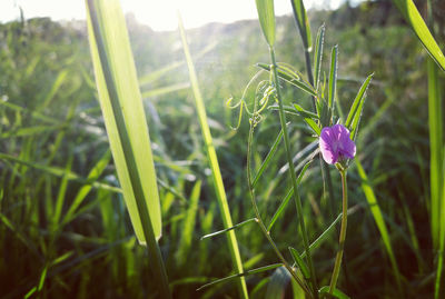 Close-up of purple flowering plants on field