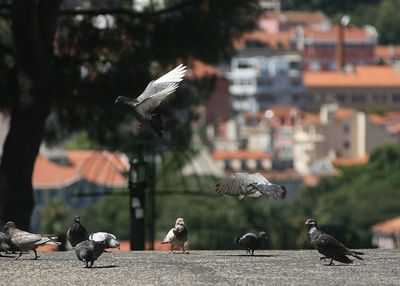 Birds flying over a building