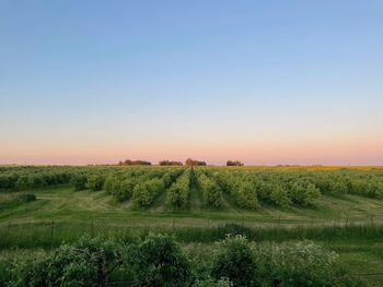 Beautiful view on apple garden at sunset