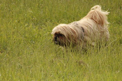 View of a dog on field