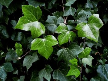 Full frame shot of green leaves