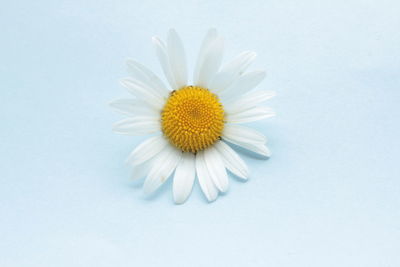 Close-up of flower over light blue background