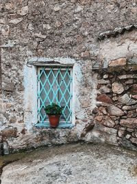 Potted plants on wall of old building