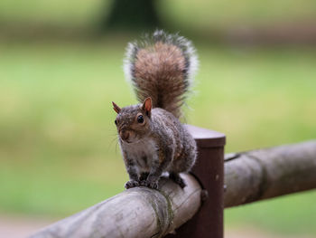 Close-up of squirrel holding outdoors