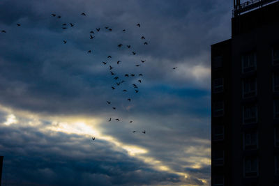 Low angle view of birds flying in sky