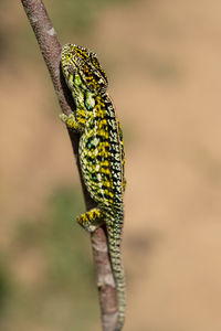 Close-up of lizard