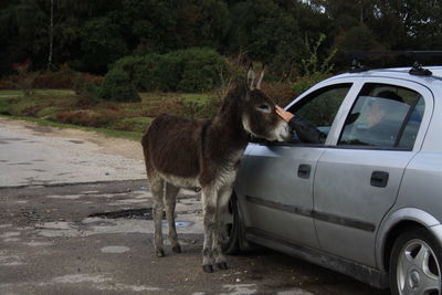 Horse standing in car