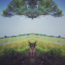 Trees on grassy field